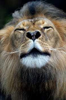 A close up shot of an African Lion