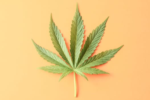 Green Fresh Marijuana Leaf with Seven Tips