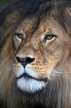 A close up shot of an African Lion