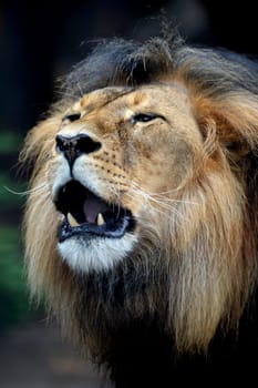 A close up shot of an African Lion