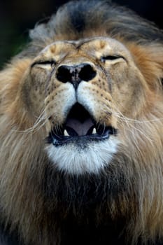 A close up shot of an African Lion
