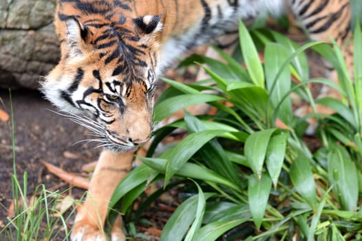 A close up shot of a Sumatran Tiger