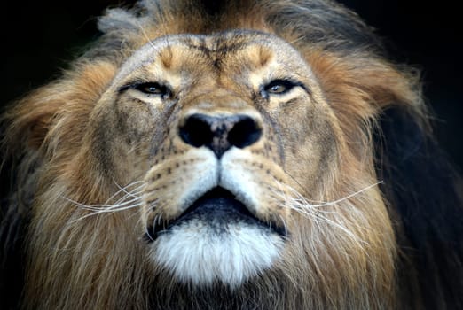 A close up shot of an African Lion