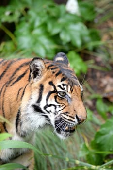 A close up shot of a Sumatran Tiger