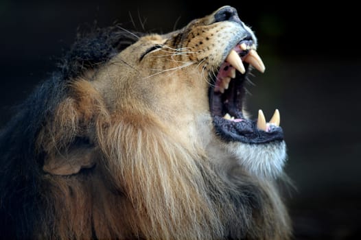 A close up shot of an African Lion