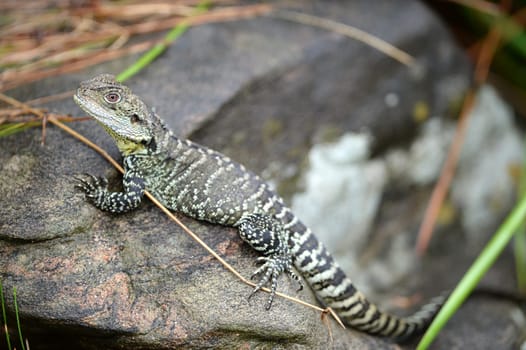 A close up shot of an Australian Dragon Lizard
