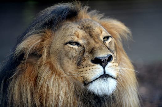 A close up shot of an African Lion