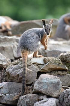 A close up shot of an Australian Rock Wallaby
