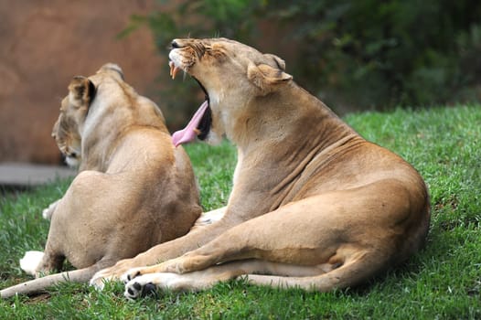A close up shot of an African Lion