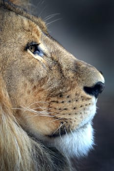 A close up shot of an African Lion