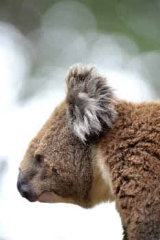 An Australian Koala in its natural habitat