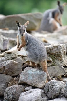 A close up shot of an Australian Rock Wallaby