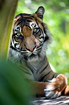 A close up shot of a Sumatran Tiger