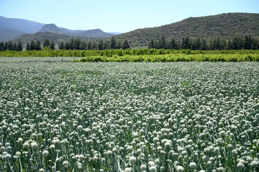 An commercial onion field in South Africa