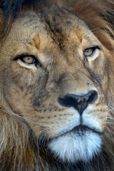 A close up shot of an African Lion