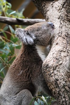 An Australian Koala in its natural habitat