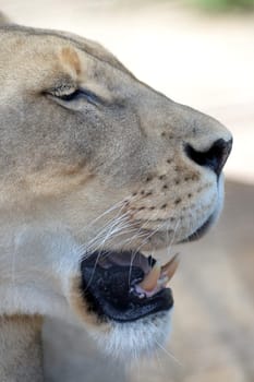 A close up shot of an African Lion