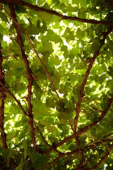 A close up shot of grape vines