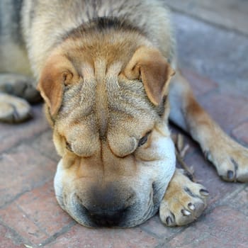 A close up shot of a pet Shar Pei
