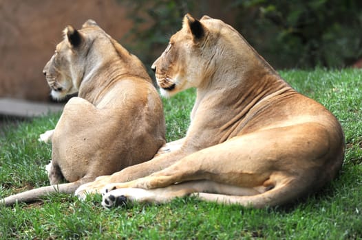 A close up shot of an African Lion
