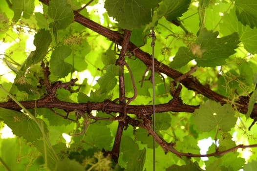 A close up shot of grape vines