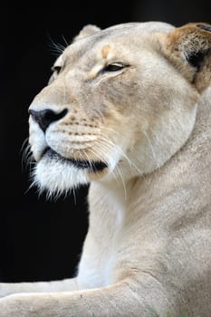 A close up shot of an African Lion