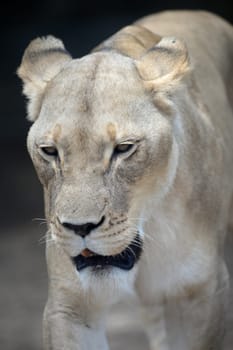 A close up shot of an African Lion