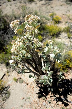 A shot of desert vegetation in an arid climate
