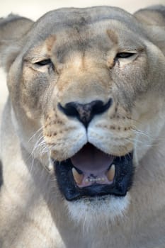 A close up shot of an African Lion