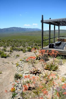 A shot of desert vegetation in an arid climate