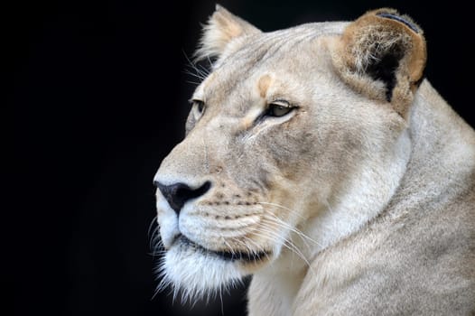A close up shot of an African Lion