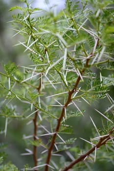 A close up image of African Boxthorn