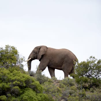 An African elephant on a rocky outcrop
