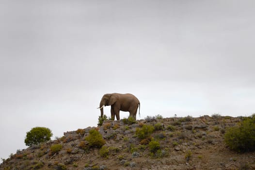 An African elephant on a rocky outcrop