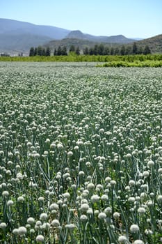 An commercial onion field in South Africa