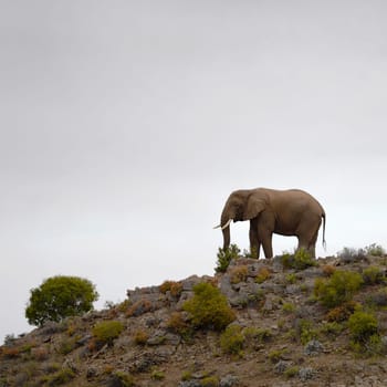 An African elephant on a rocky outcrop