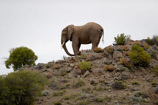 An African elephant on a rocky outcrop