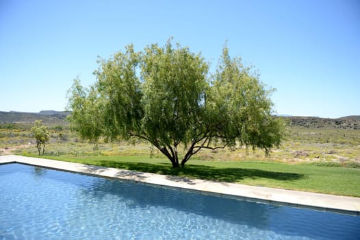 A safari lodge swimming pool in Africa