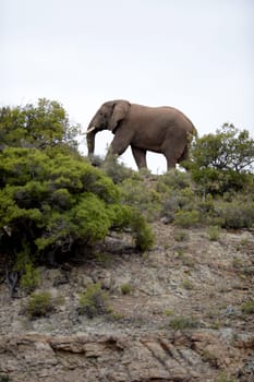 An African elephant on a rocky outcrop
