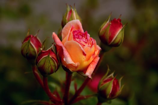 Rose
