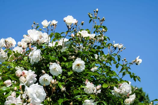 White roses,magnificent rose bush in a park