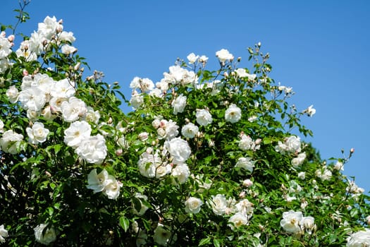 White roses,magnificent rose bush in a park