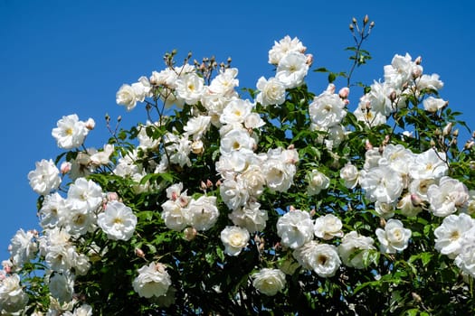 White roses,magnificent rose bush in a park