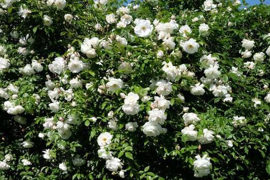 White roses,magnificent rose bush in a park
