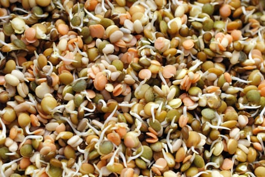 A background variety of organic and healthy green, brown, and orange or red lentil seeds sprouting and ready to eat in various ways.