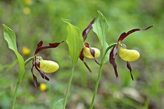 Yellow women's shoe (Cypripedium calceolus)