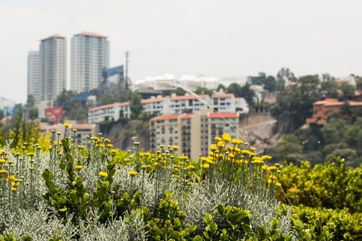 Urban Landscape In Mexico City.