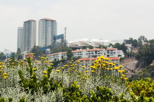 Urban Landscape In Mexico City.