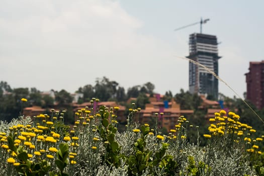 Urban Landscape In Mexico City.