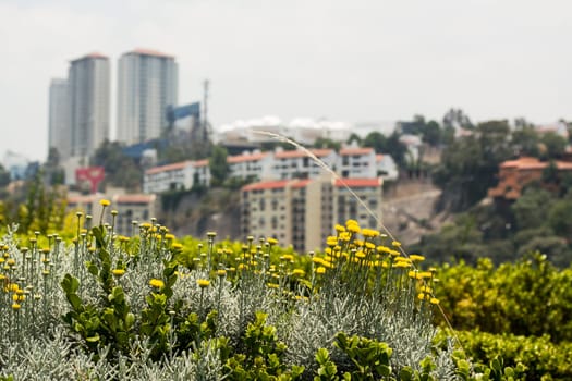 Urban Landscape In Mexico City.